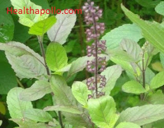 Basil leaves for diabetes