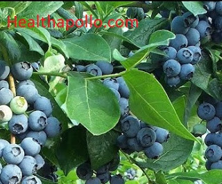 Blueberry for Diabetes