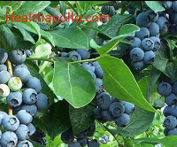 Blueberries for UTI