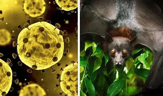 CORONAVIRUS Reasons Bats
